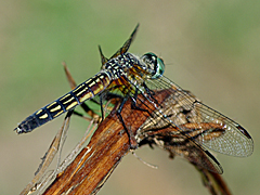 Blue Dasher (female)